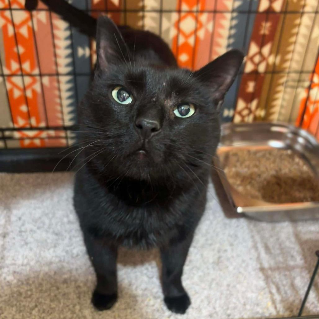 Enlarge Otto, a Adoptable Domestic Short Hair in Sand Springs, OK image 6/6