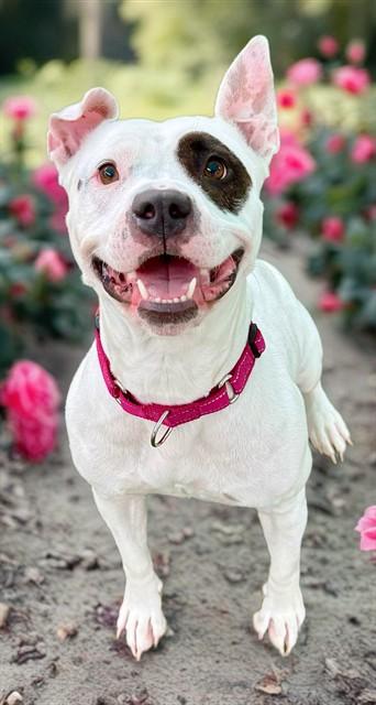 ZINNIA, Adoptable, Adult Female American Staffordshire Terrier & Mixed Breed.