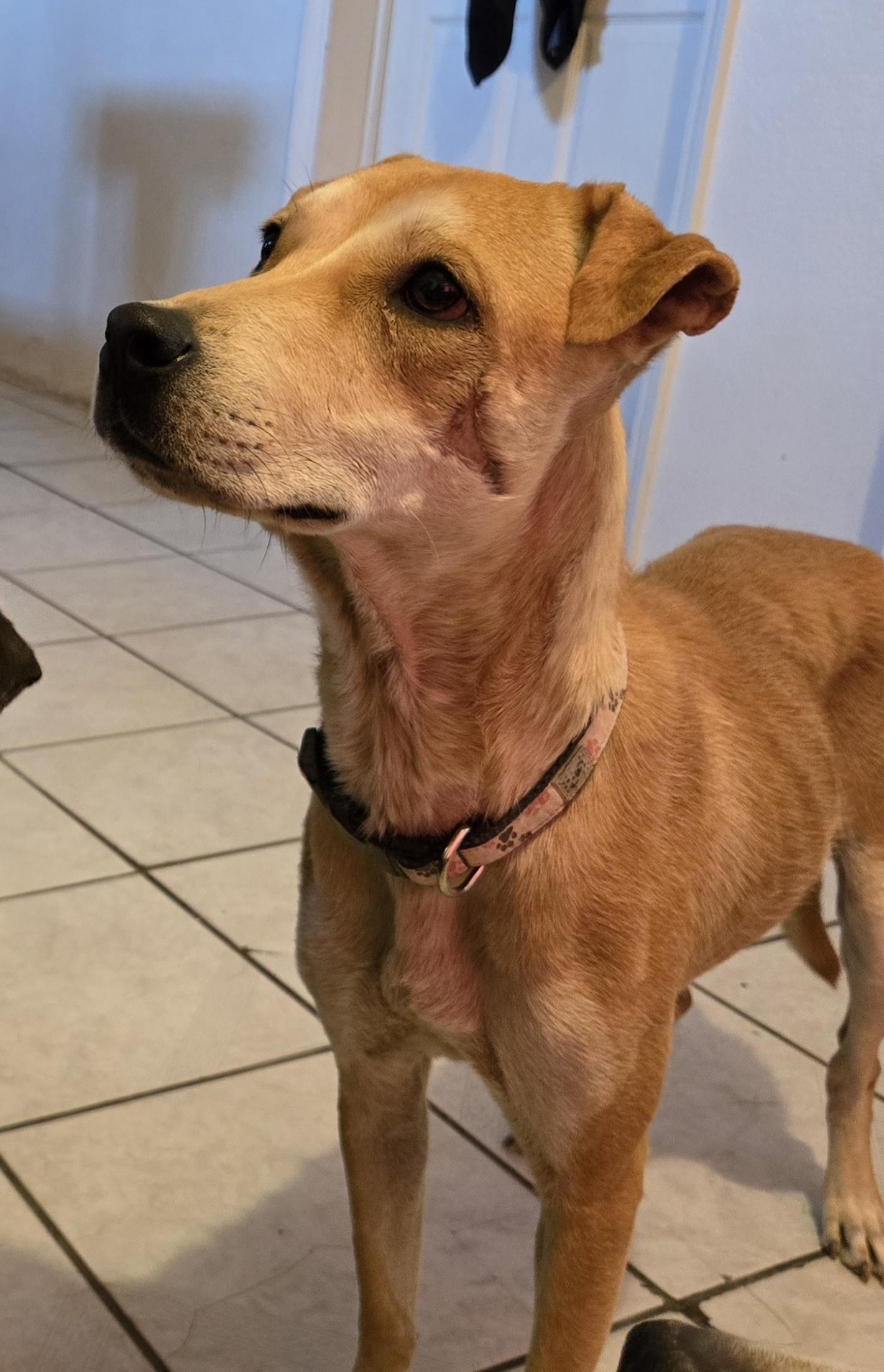 Iris, a Adopted mixed breed in Palm Desert, CA image 1/4