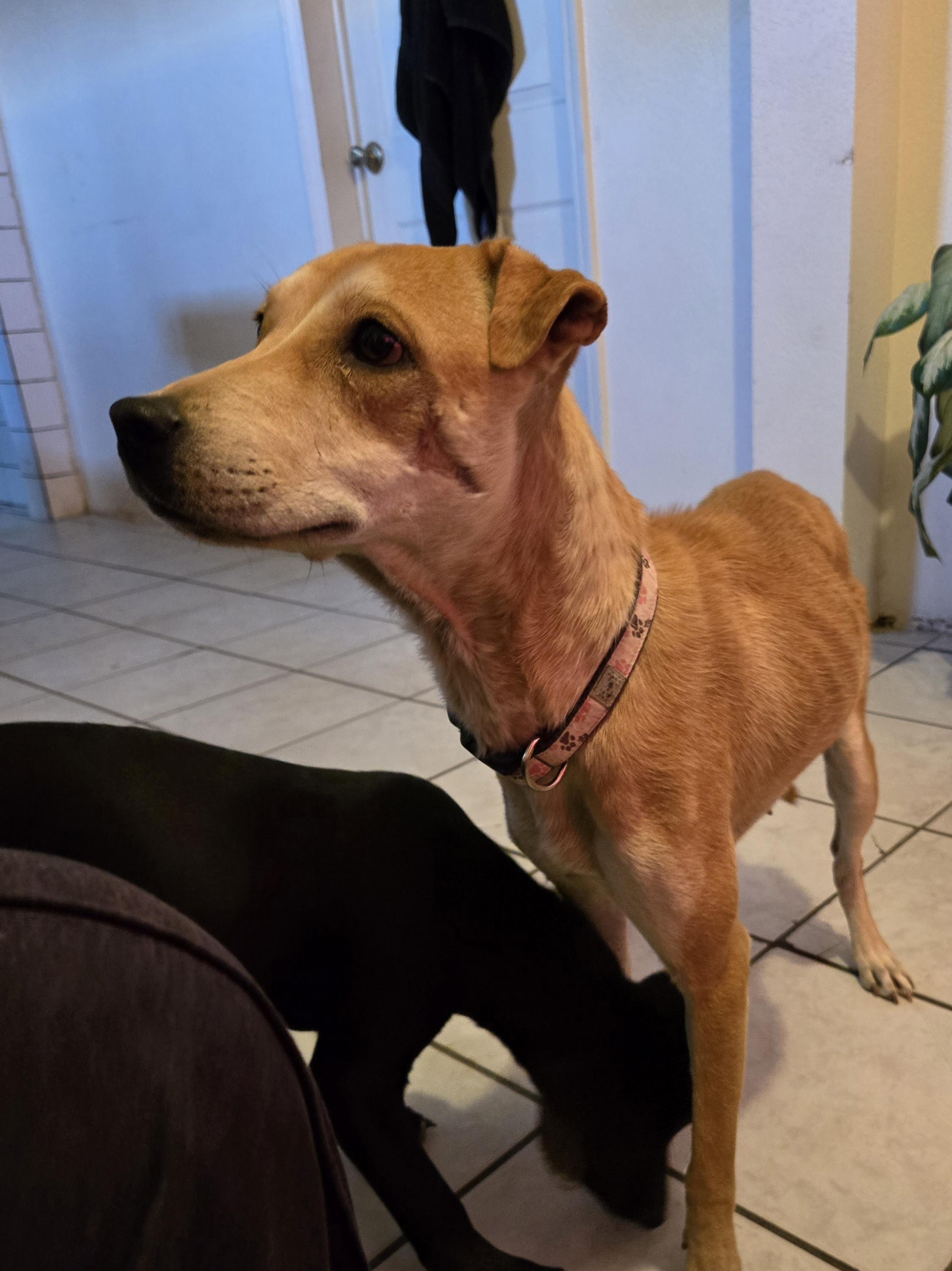 Iris, a Adopted mixed breed in Palm Desert, CA image 2/4