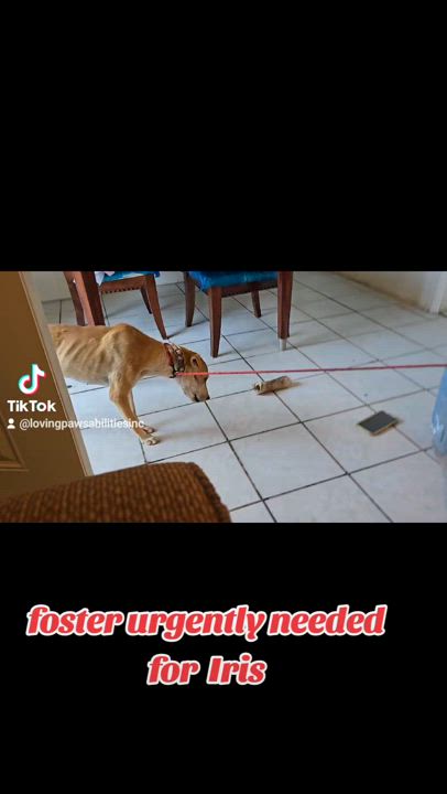 Enlarge Iris, a Adopted mixed breed in Palm Desert, CA video 4/4