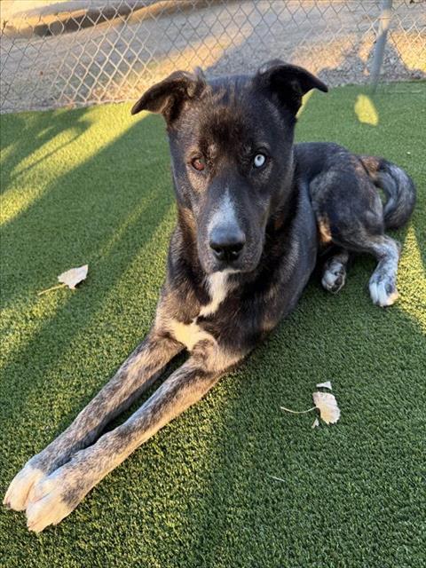 Enlarge NAVIDAD, a Adoptable mixed breed in Castaic, CA image 1/1
