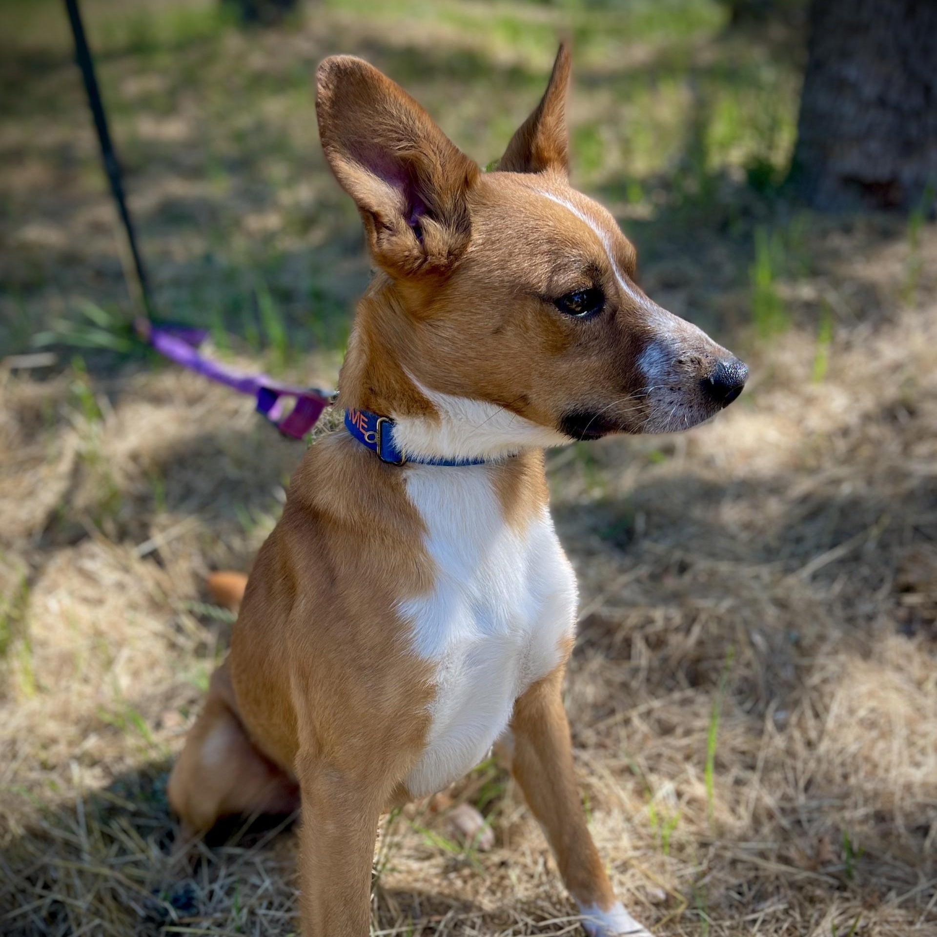 Enlarge Tater Bug, a ADOPTABLE mixed breed in San Andreas, CA image 3/5