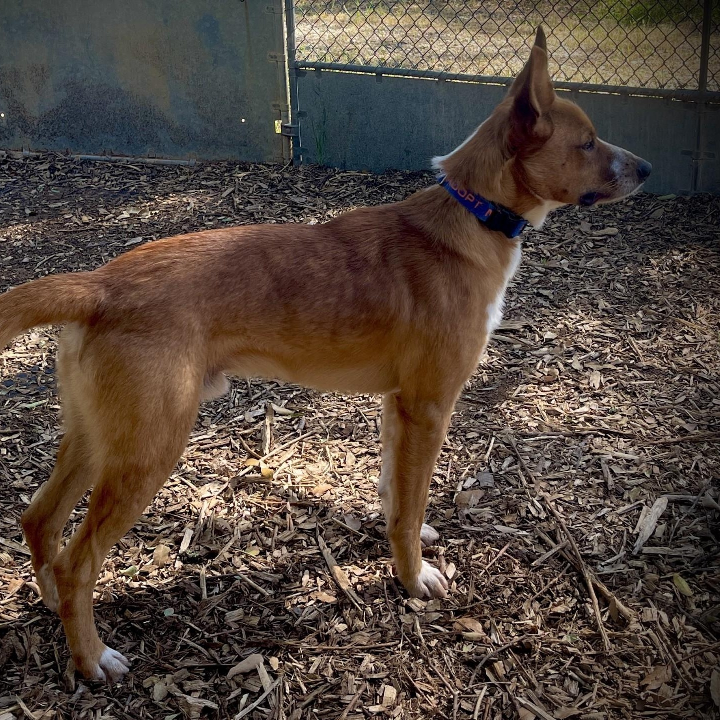 Enlarge Tater Bug, a ADOPTABLE mixed breed in San Andreas, CA image 5/5