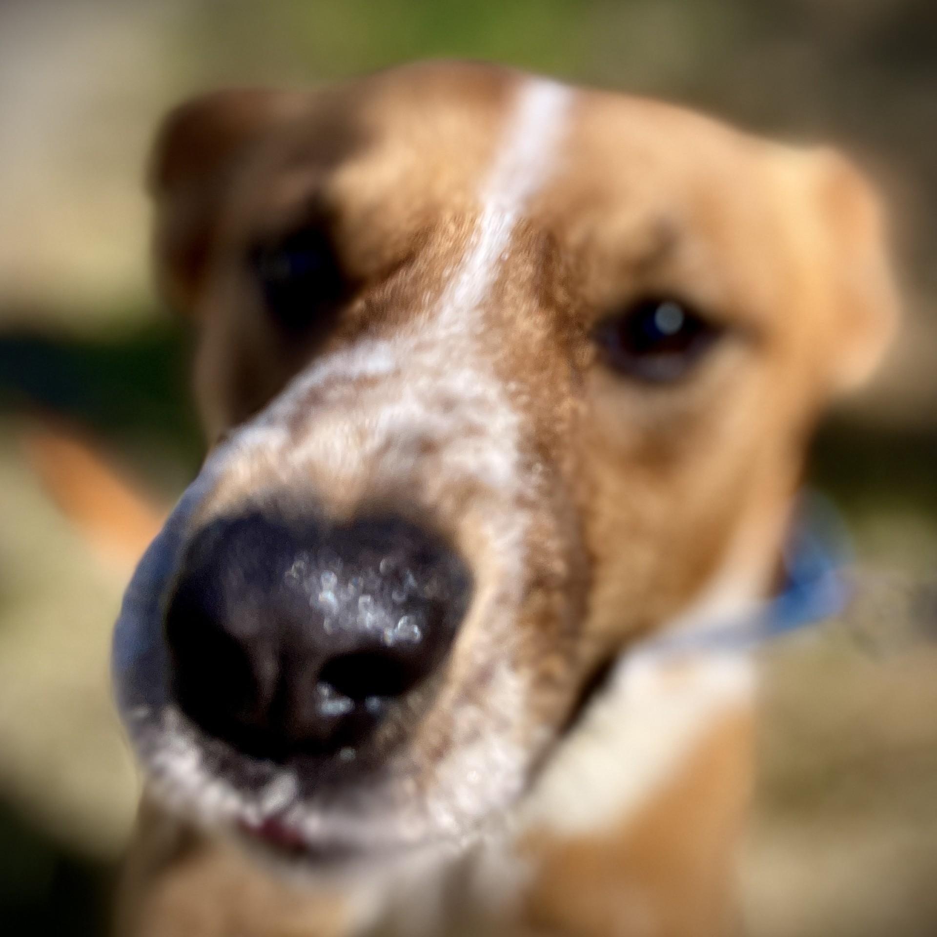 Enlarge Tater Bug, a ADOPTABLE mixed breed in San Andreas, CA image 2/5