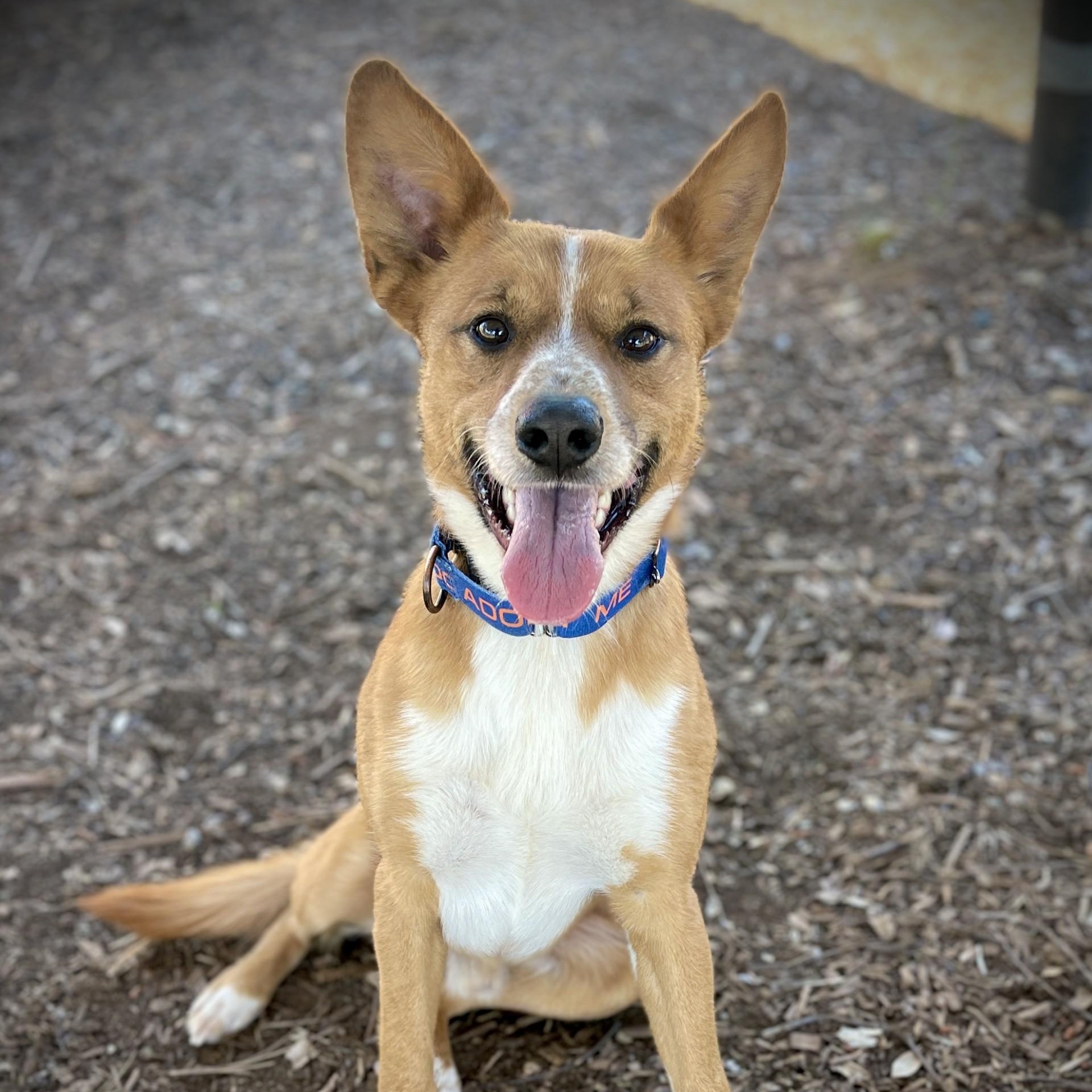 Enlarge Tater Bug, a ADOPTABLE mixed breed in San Andreas, CA image 4/5