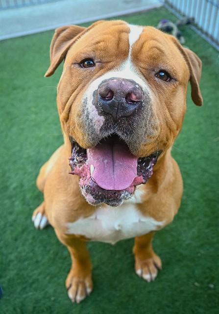 BOBO, Adoptable, Young Male Pit Bull Terrier & Presa Canario.