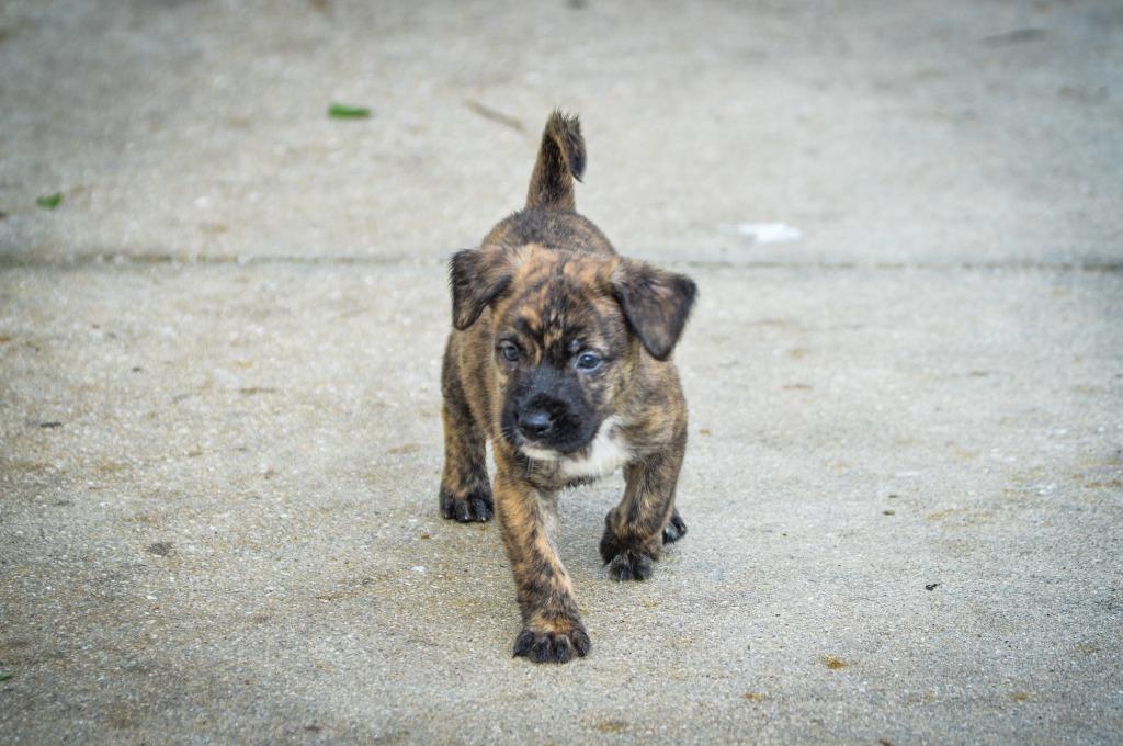 Enlarge Walker (TP M1), a Adopted mixed breed in Fort Myers, FL image 3/3