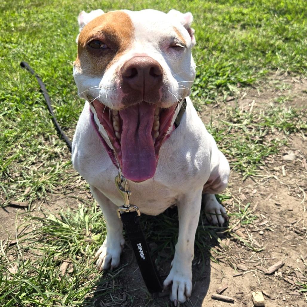 Enlarge Minnie, a Adoptable Pit Bull Terrier in Champaign, IL image 1/4