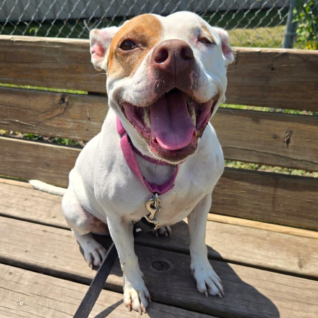 Enlarge Minnie, a Adoptable Pit Bull Terrier in Champaign, IL image 2/4