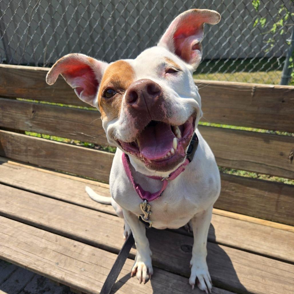 Enlarge Minnie, a Adoptable Pit Bull Terrier in Champaign, IL image 3/4