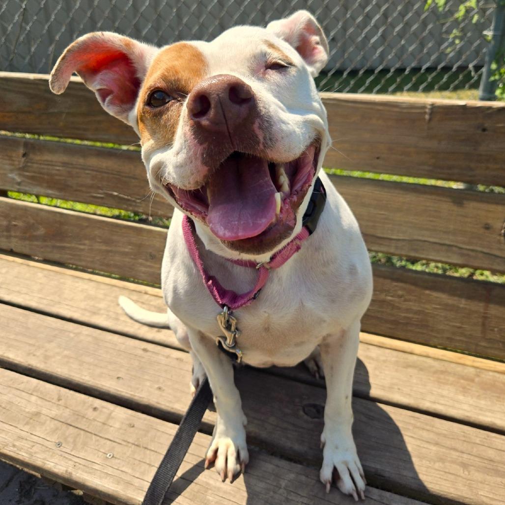 Enlarge Minnie, a Adoptable Pit Bull Terrier in Champaign, IL image 4/4