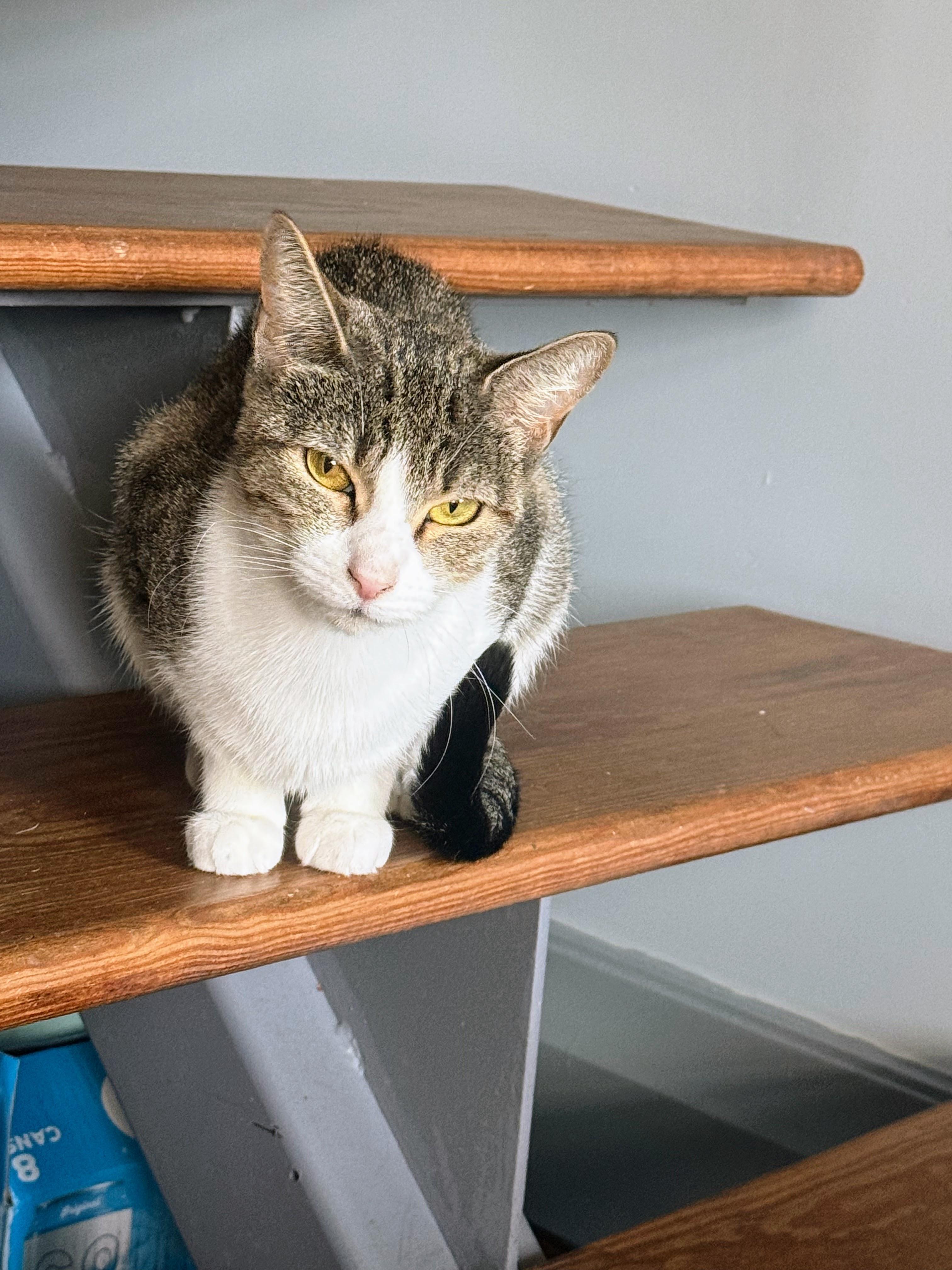 Sunny **$100 Adoption fee**
