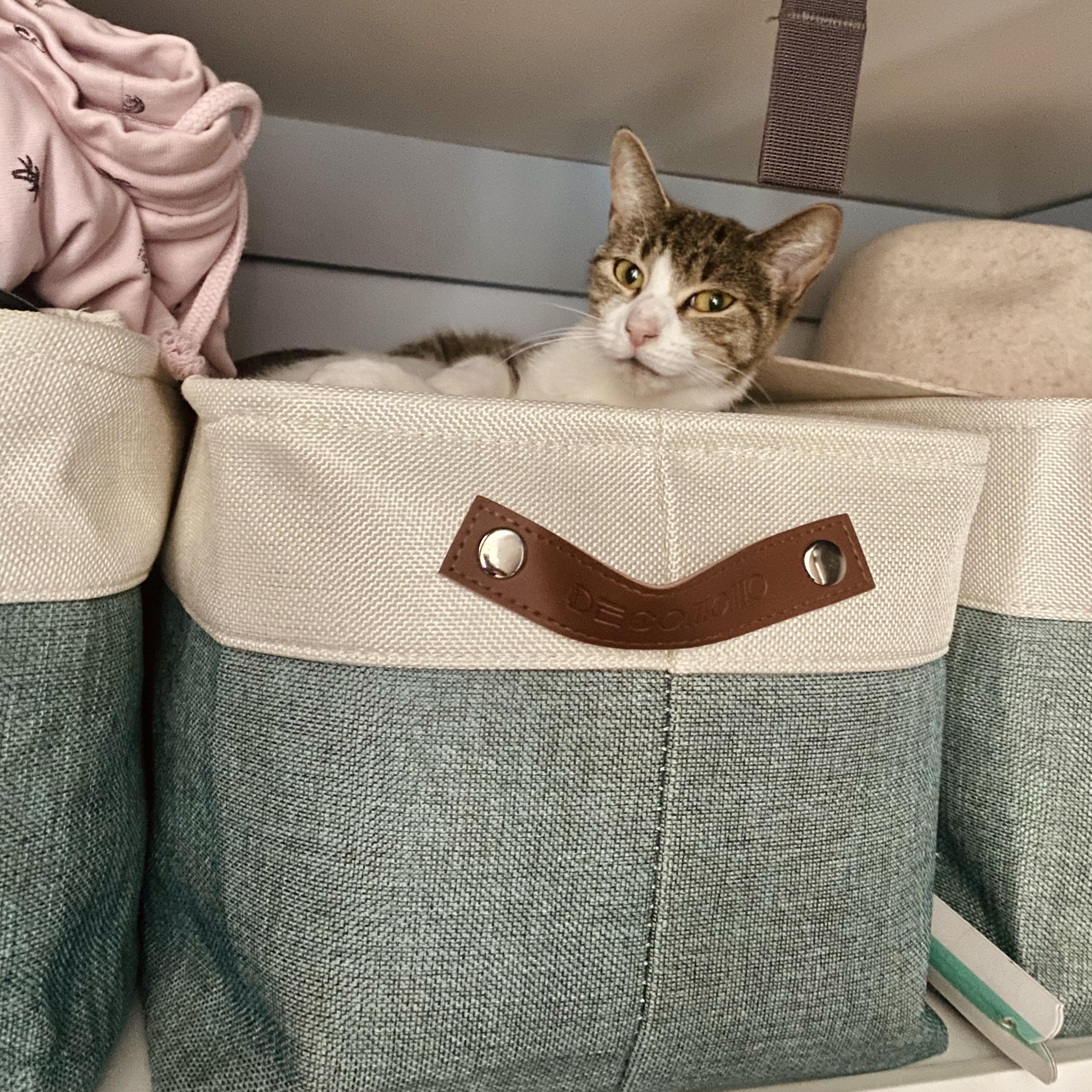 Sunny **$100 Adoption fee**, a Adoptable mixed breed in New York, NY image 2/6