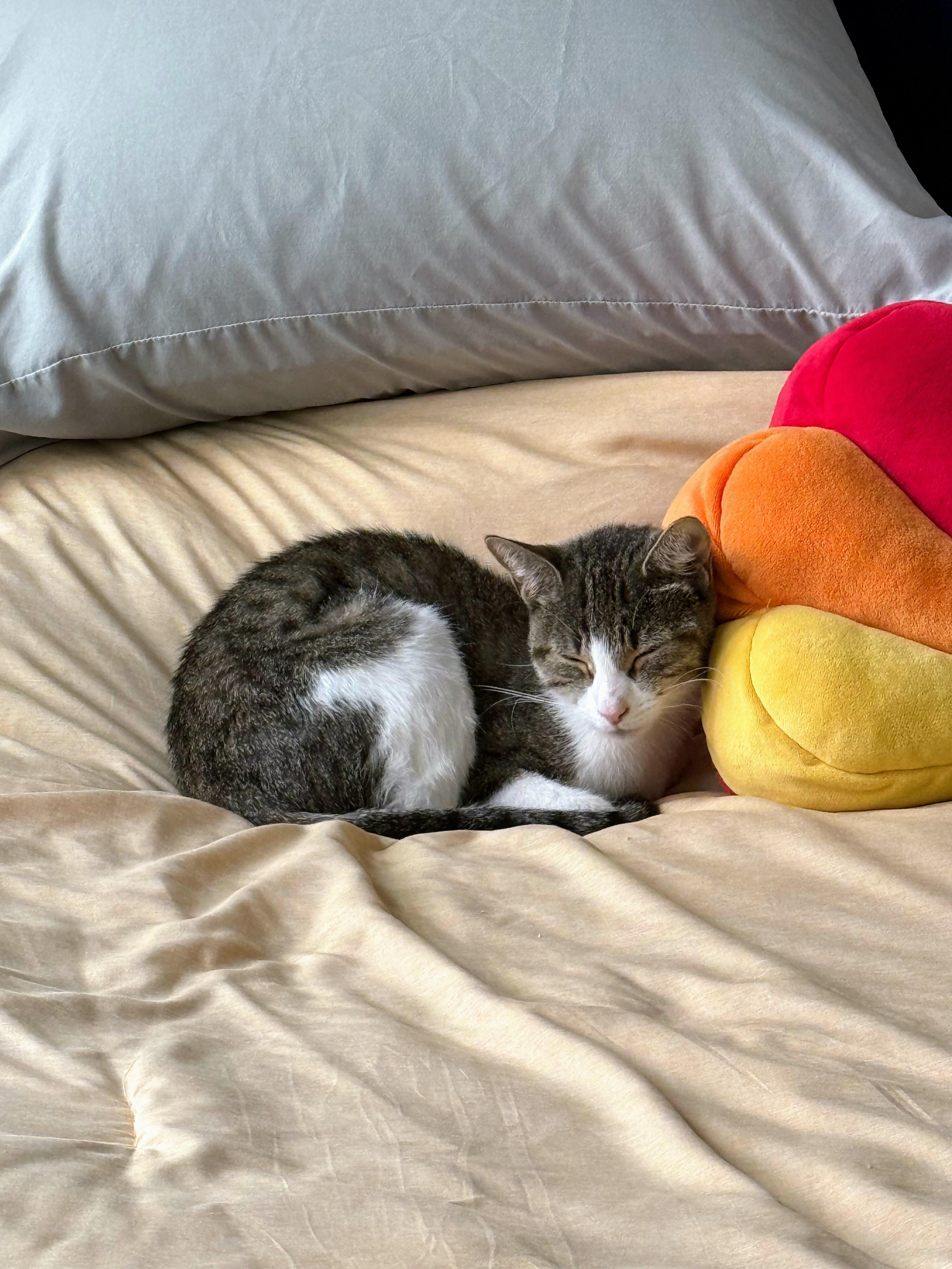 Sunny **$100 Adoption fee**, a Adoptable mixed breed in New York, NY image 5/6