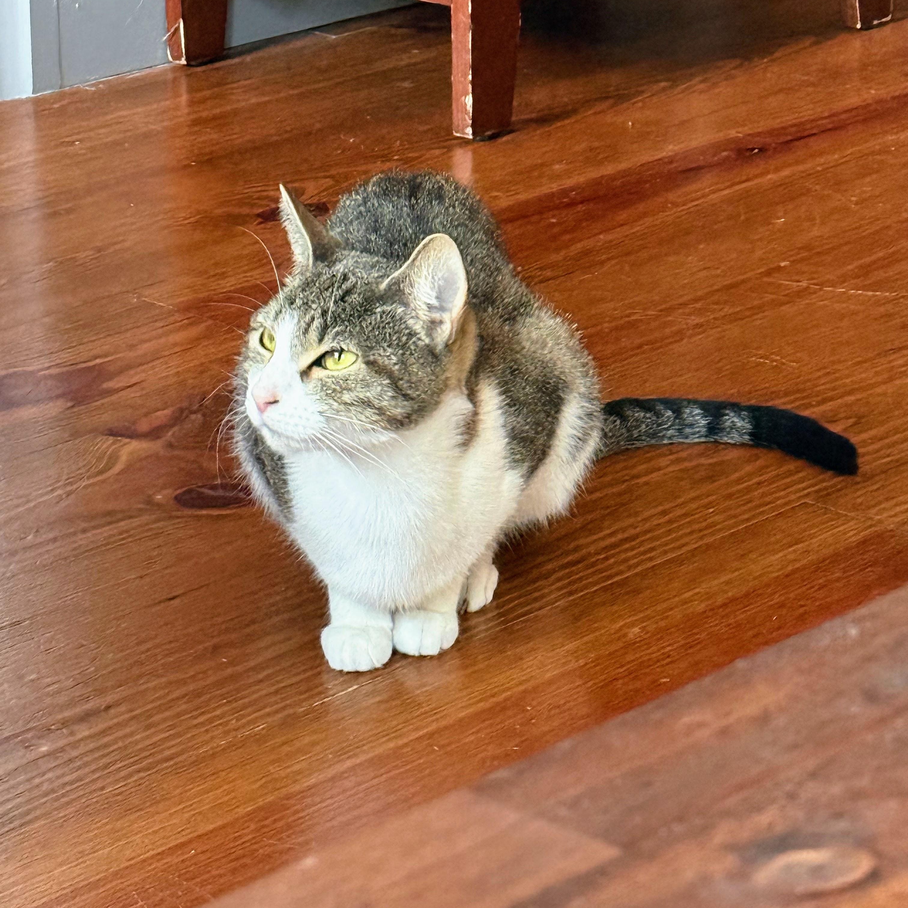 Sunny **$100 Adoption fee**
