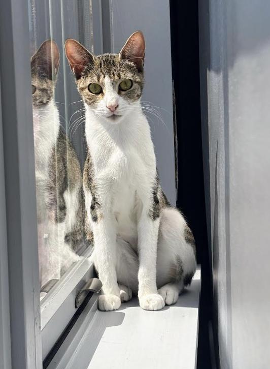 Sunny **$100 Adoption fee**, Adoptable, Young Female Domestic Short Hair & Tabby.