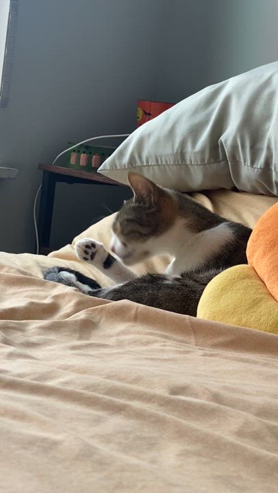 Enlarge Sunny **$100 Adoption fee**, a Adoptable mixed breed in New York, NY video 3/6