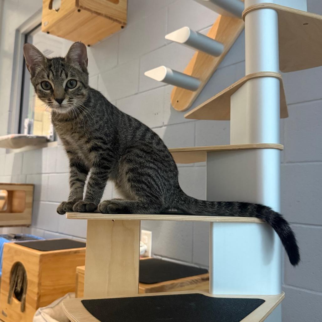 Bugsy, Adoptable, Kitten Male Domestic Short Hair.