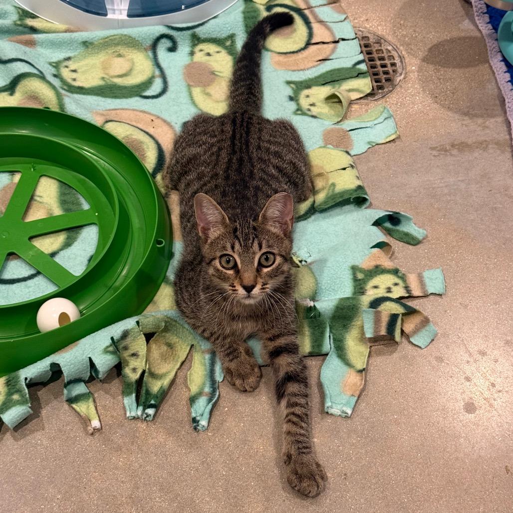Bugsy, a Adoptable Domestic Short Hair in Sarasota, FL image 2/6