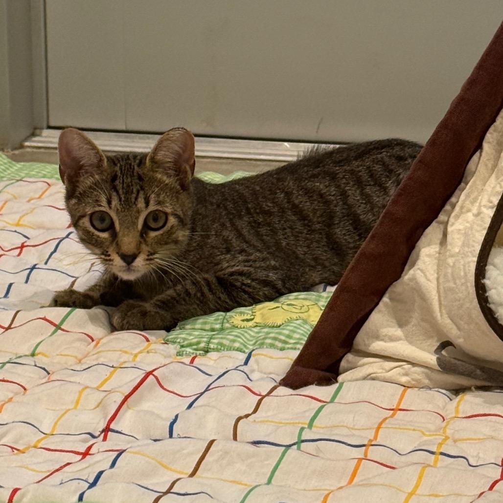 Bugsy, a Adoptable Domestic Short Hair in Sarasota, FL image 4/6