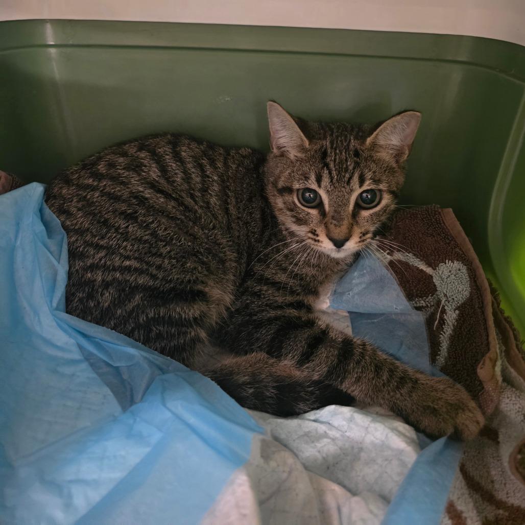 Bugsy, a Adoptable Domestic Short Hair in Sarasota, FL image 5/6