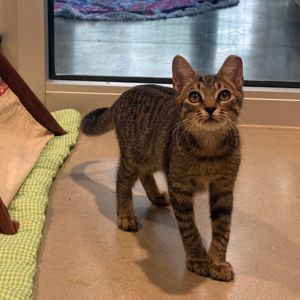 Bugsy, a Adoptable Domestic Short Hair in Sarasota, FL image 6/6