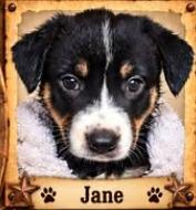 Enlarge Calamity Jane, a Adoptable Mixed Breed in Mesa, AZ image 1/1