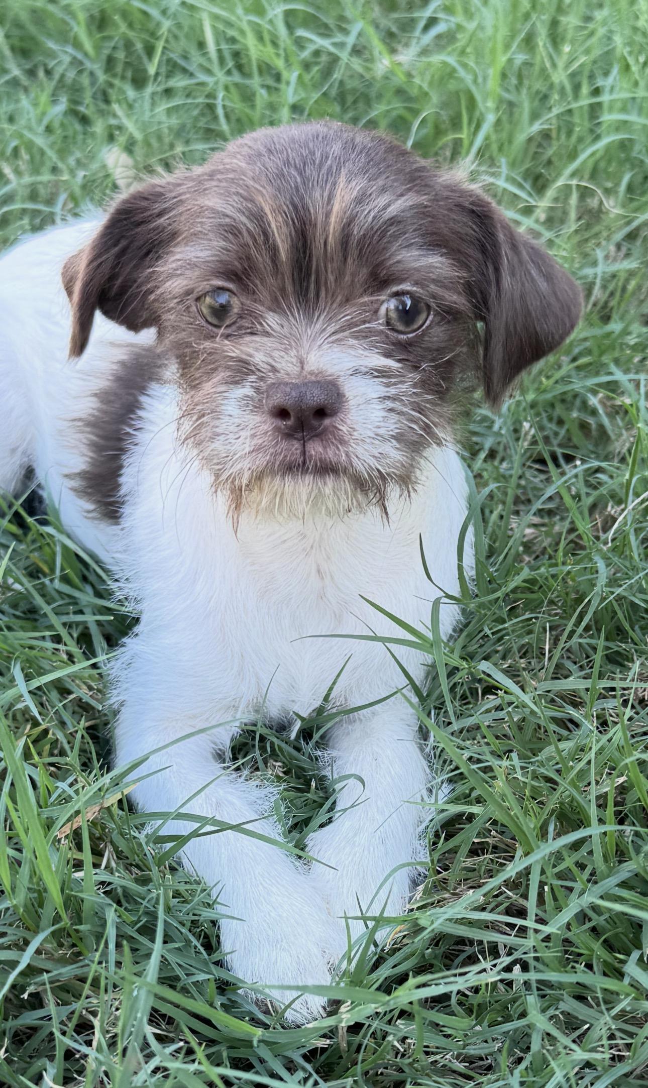 Enlarge London, a Adoptable mixed breed in Forney, TX image 1/1