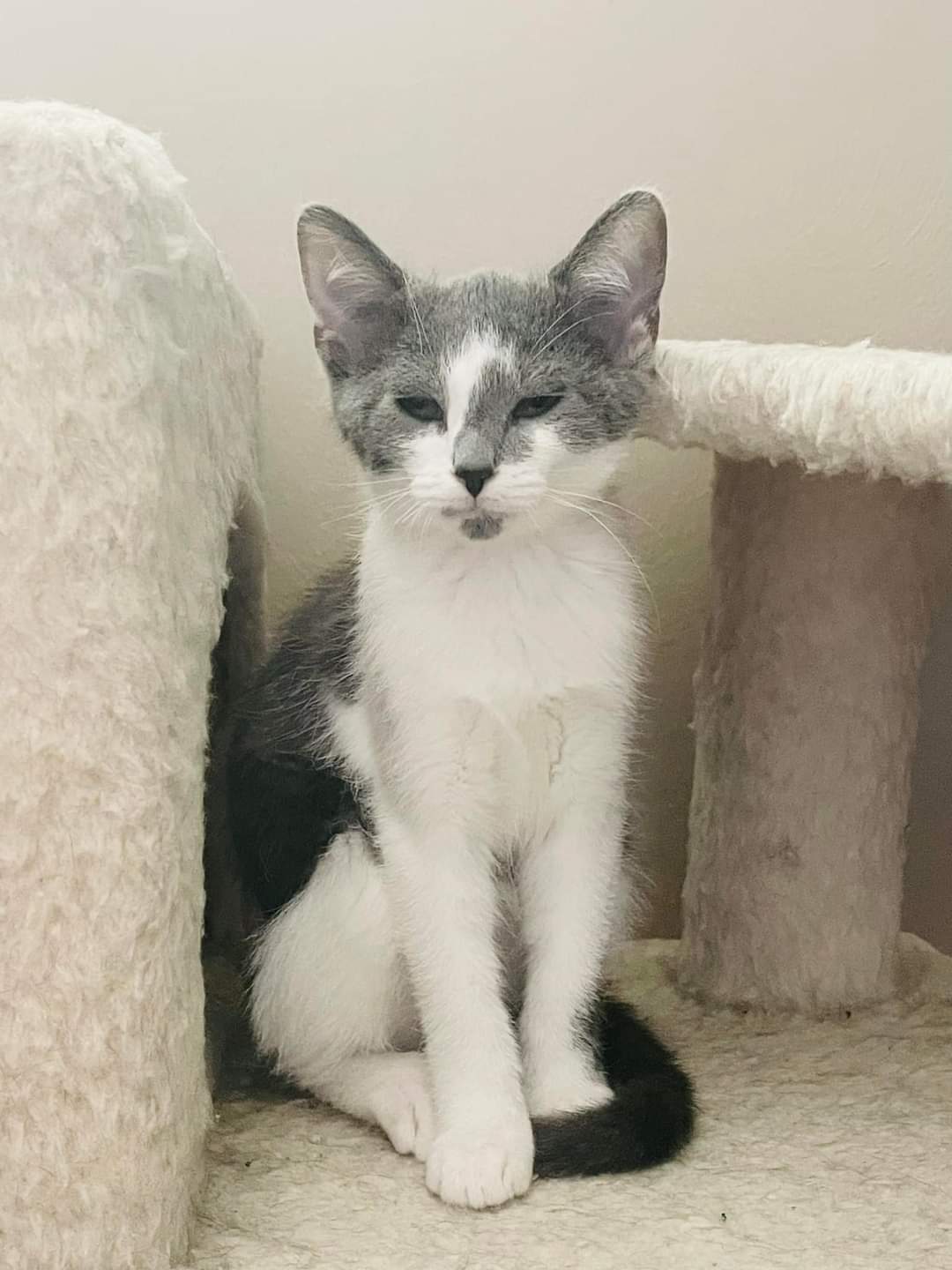 Sharky, Adoptable, Kitten Male Domestic Short Hair.