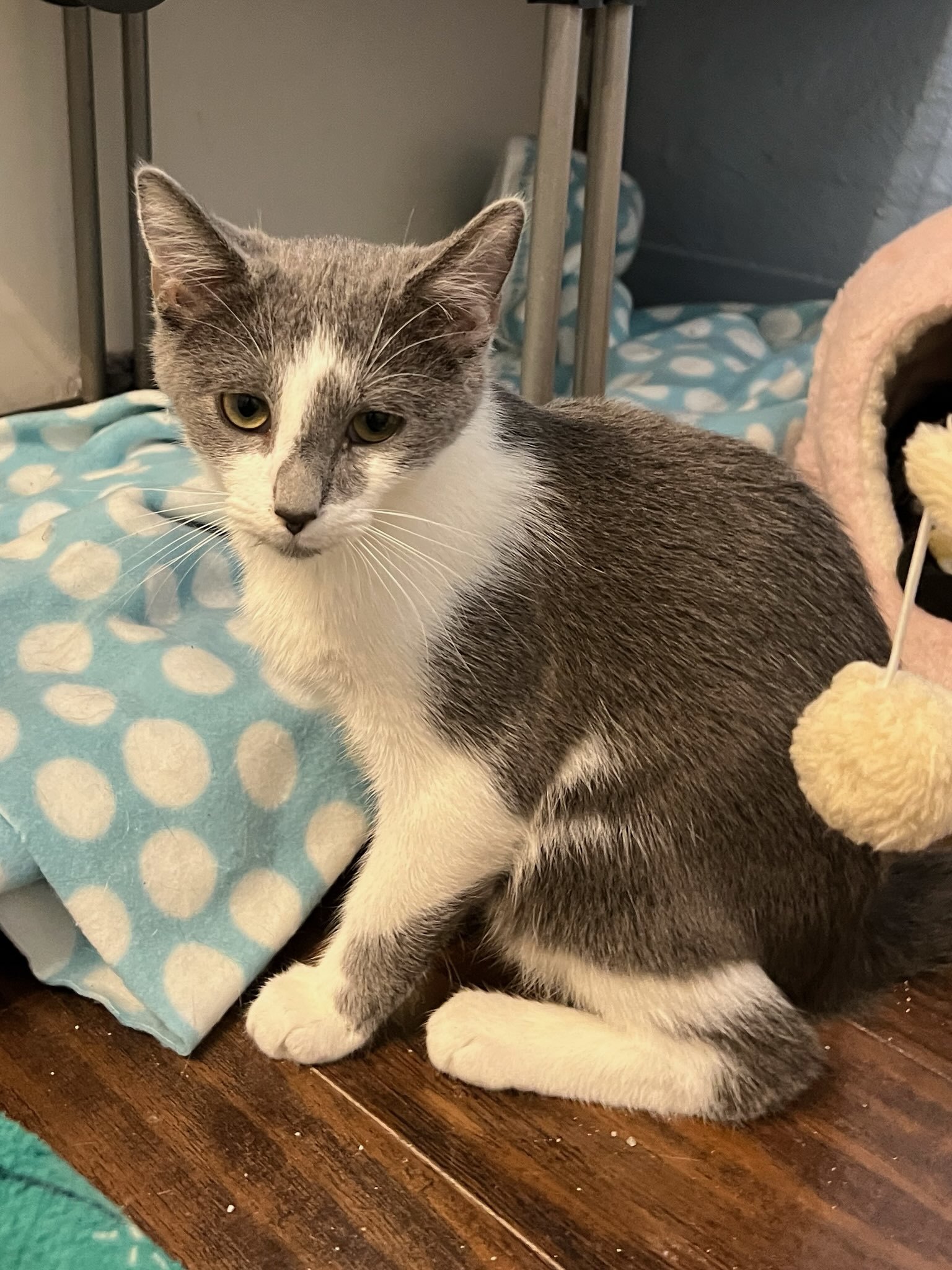 Sharky, a Adoptable Domestic Short Hair in West Mifflin, PA image 2/4