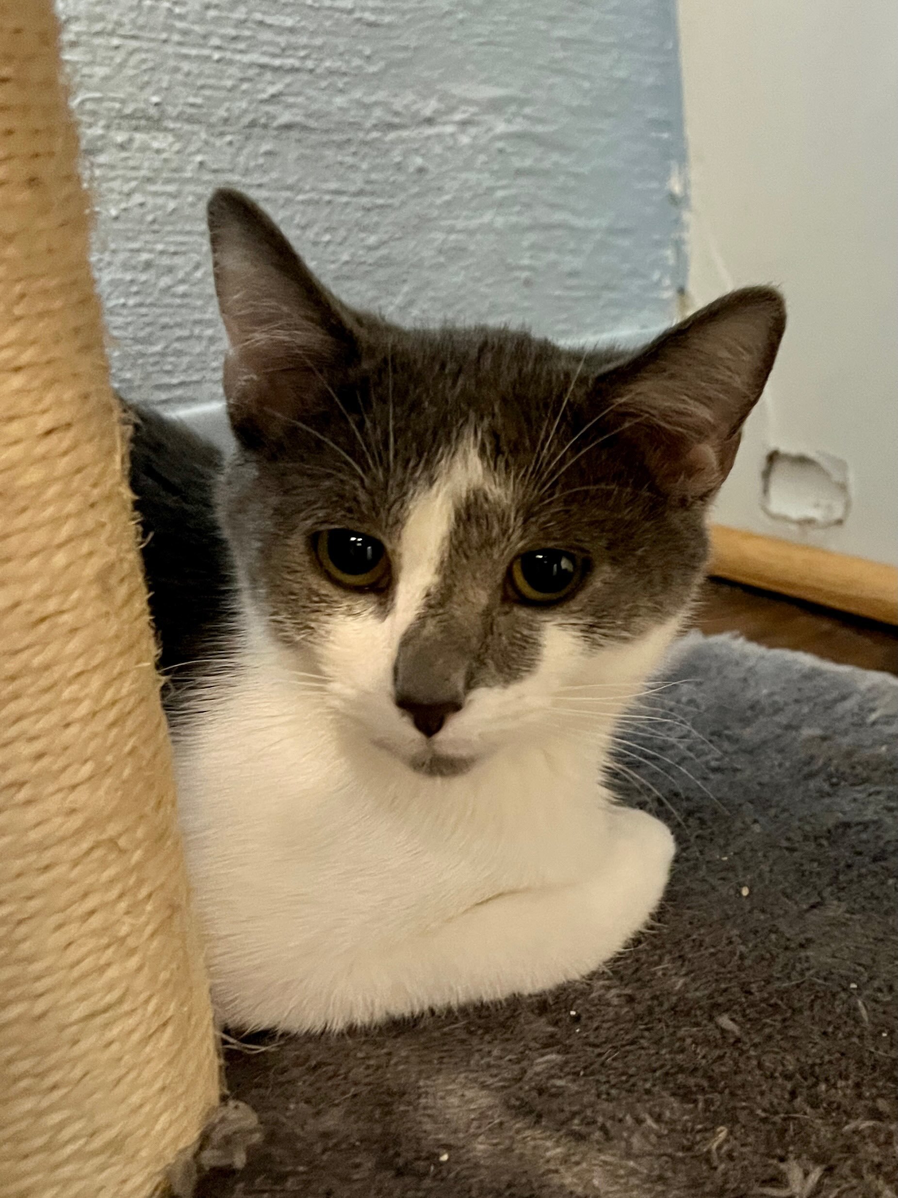 Sharky, a Adoptable Domestic Short Hair in West Mifflin, PA image 3/4