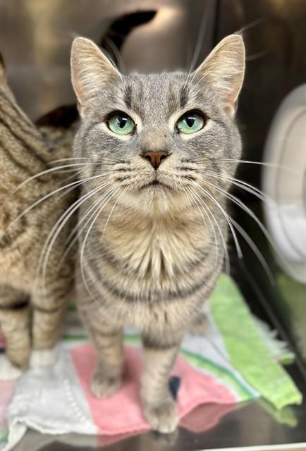 ARCHER, Adoptable, Young Male Domestic Short Hair.