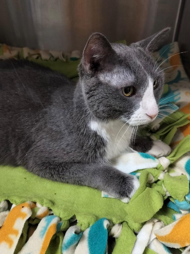 Enlarge Dallas, a Adoptable mixed breed in Spooner, WI image 1/4