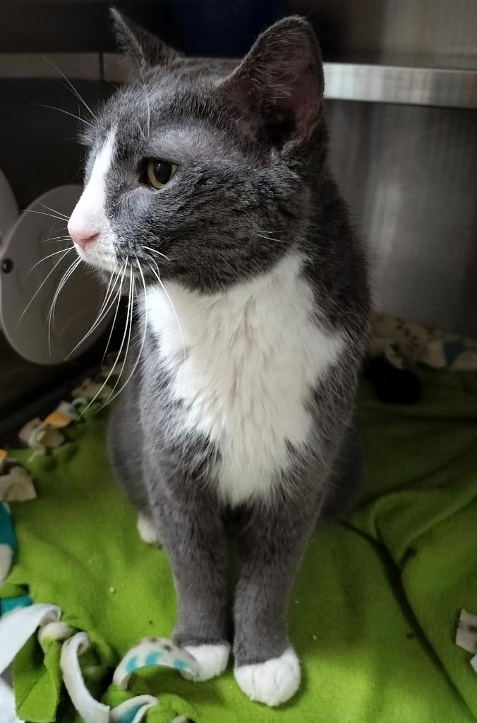 Enlarge Dallas, a Adoptable mixed breed in Spooner, WI image 2/4