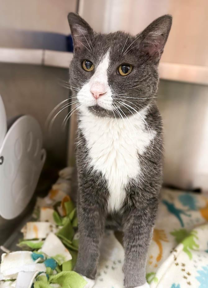 Enlarge Dallas, a Adoptable mixed breed in Spooner, WI image 3/4