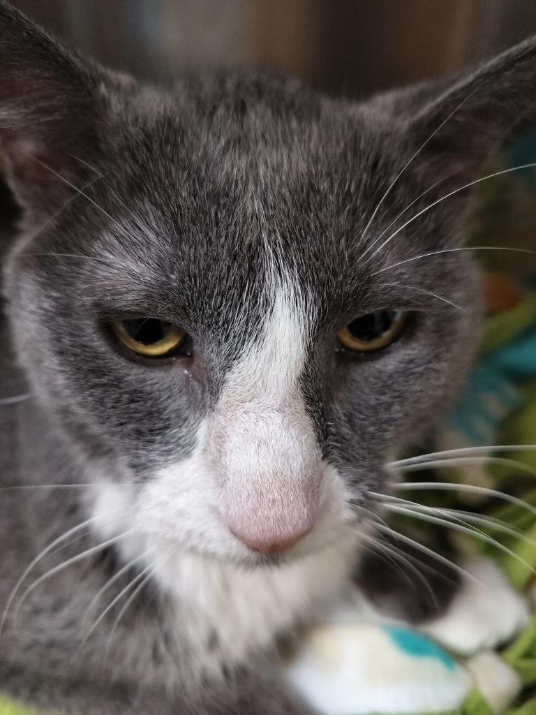 Dallas — thumbnail 4