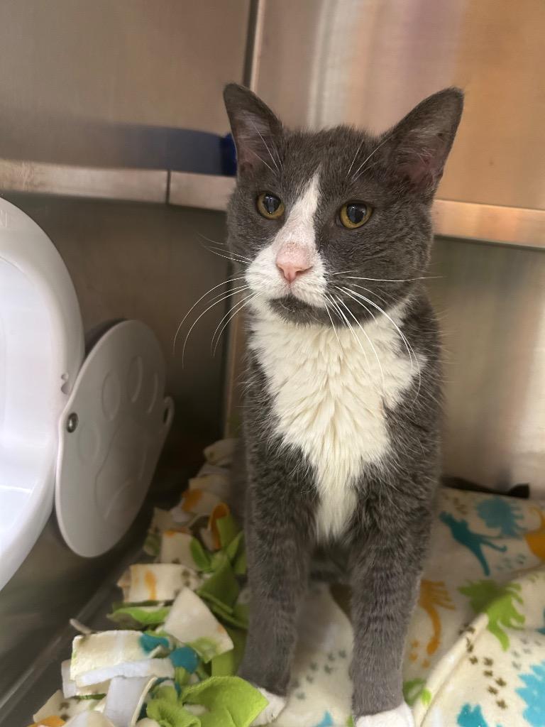 Enlarge Dallas, a Adoptable mixed breed in Spooner, WI image 2/4