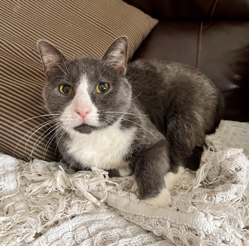 Enlarge Dallas (Chubby), a Adoptable mixed breed in Spooner, WI image 5/5