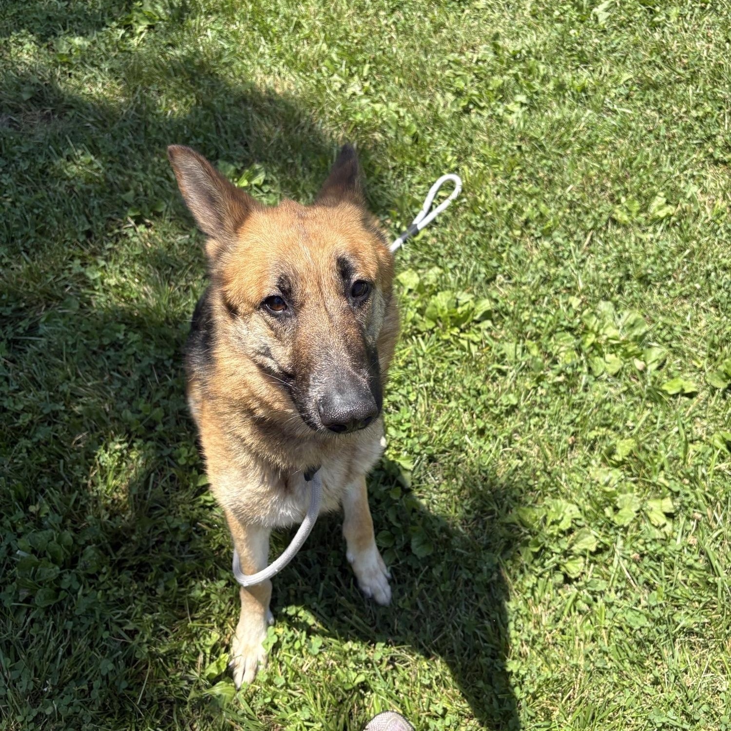Enlarge Meekah, a ADOPTABLE German Shepherd Dog in Saint Charles, MO image 3/4