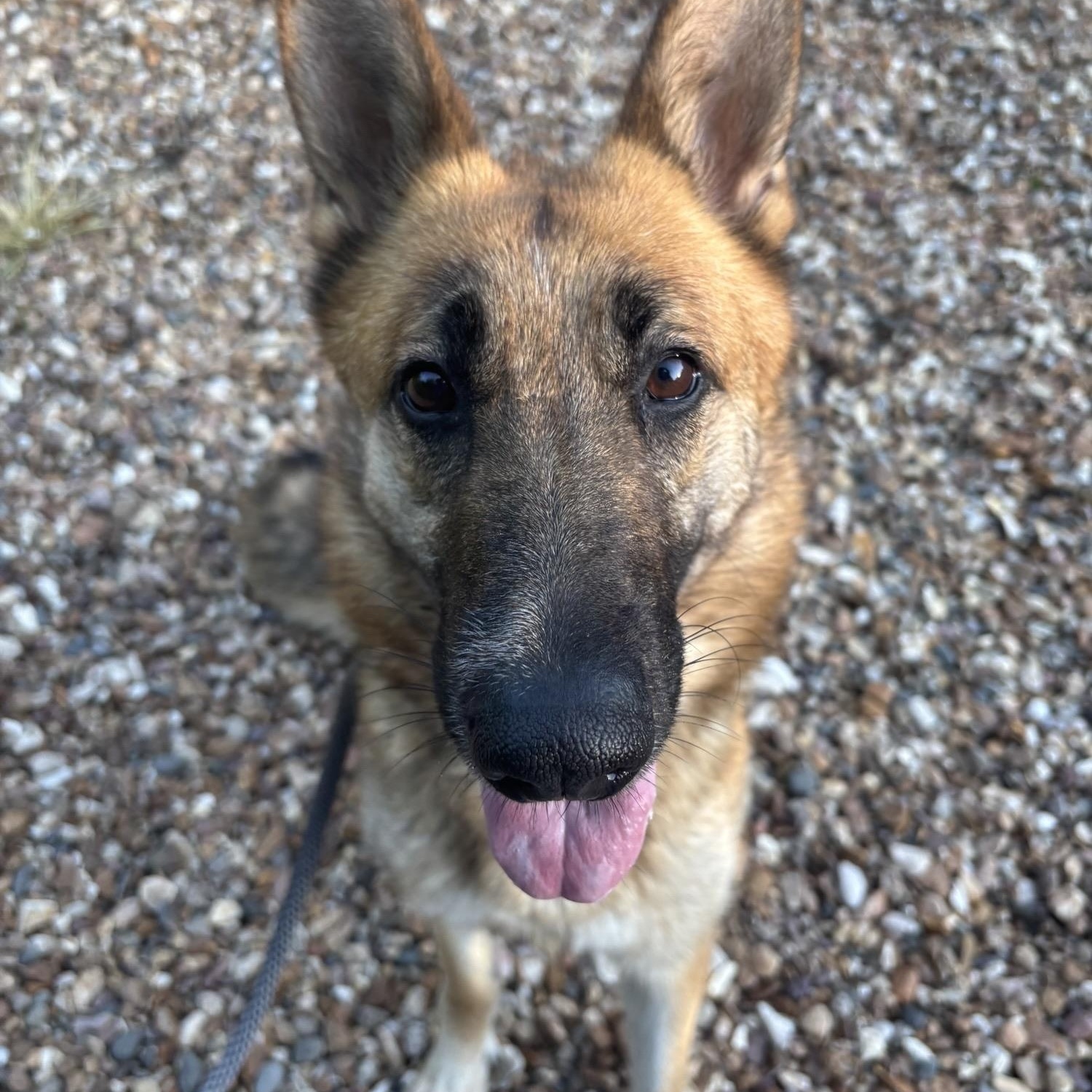 Enlarge Meekah, a ADOPTABLE German Shepherd Dog in Saint Charles, MO image 1/4