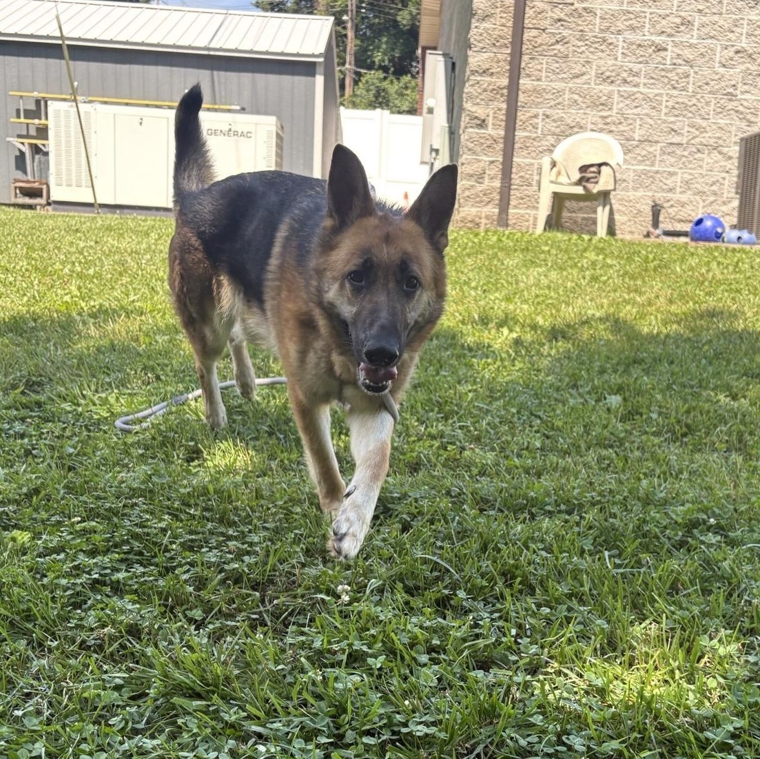 Enlarge Meekah, a ADOPTABLE German Shepherd Dog in Saint Charles, MO image 4/4