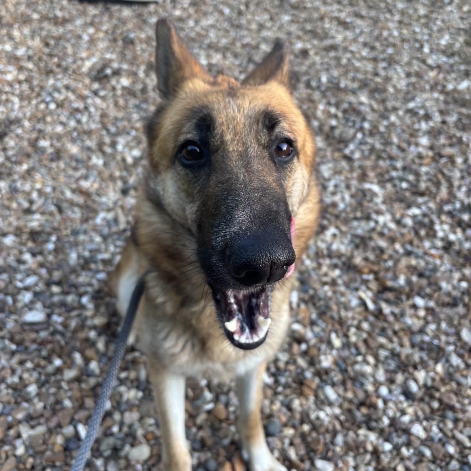 Enlarge Meekah, a ADOPTABLE German Shepherd Dog in Saint Charles, MO image 2/4