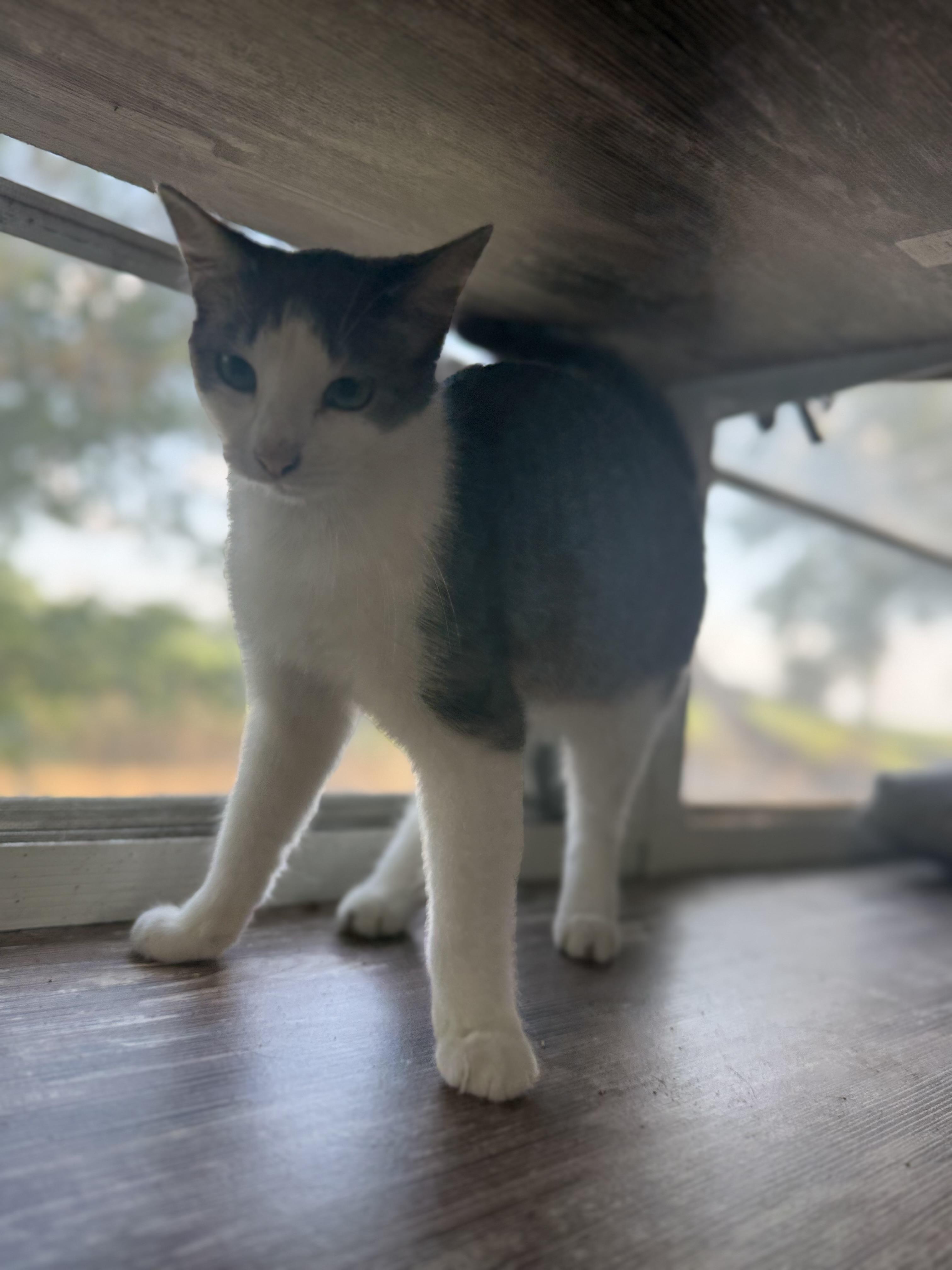 Stormy, a ADOPTABLE Domestic Short Hair in Royalton, IL image 4/5