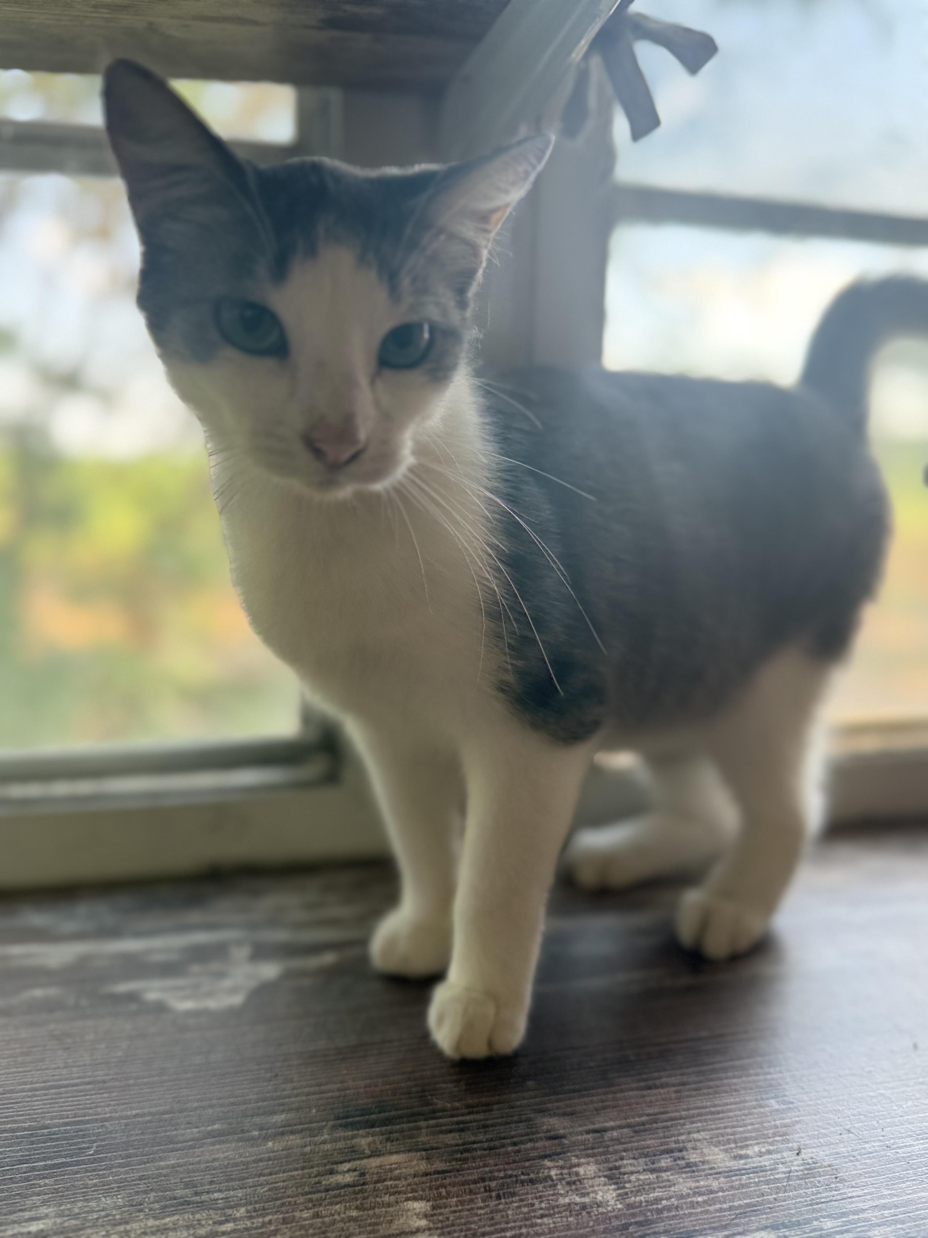 Stormy, a ADOPTABLE Domestic Short Hair in Royalton, IL image 5/5