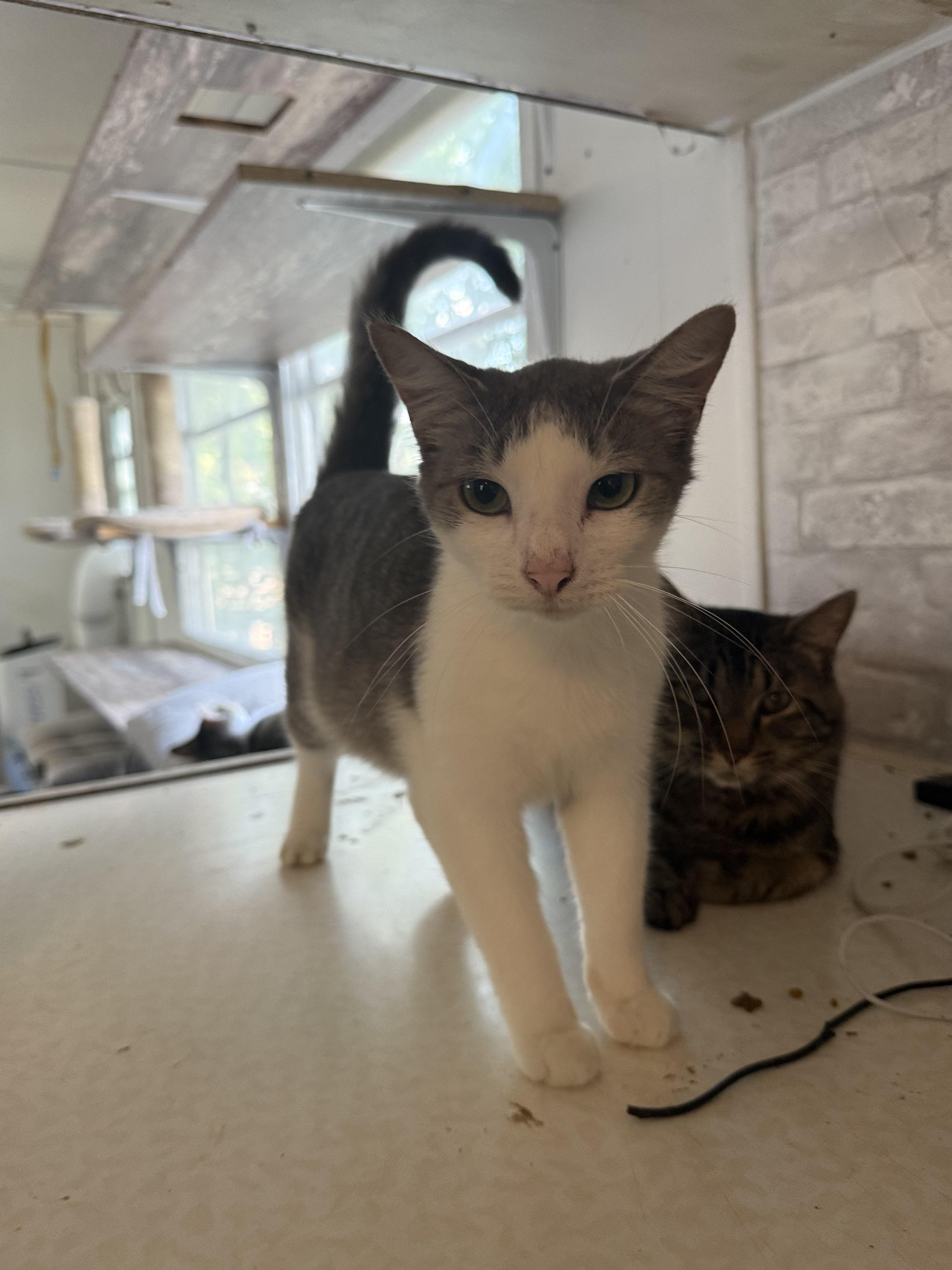 Stormy, a ADOPTABLE Domestic Short Hair in Royalton, IL image 2/5