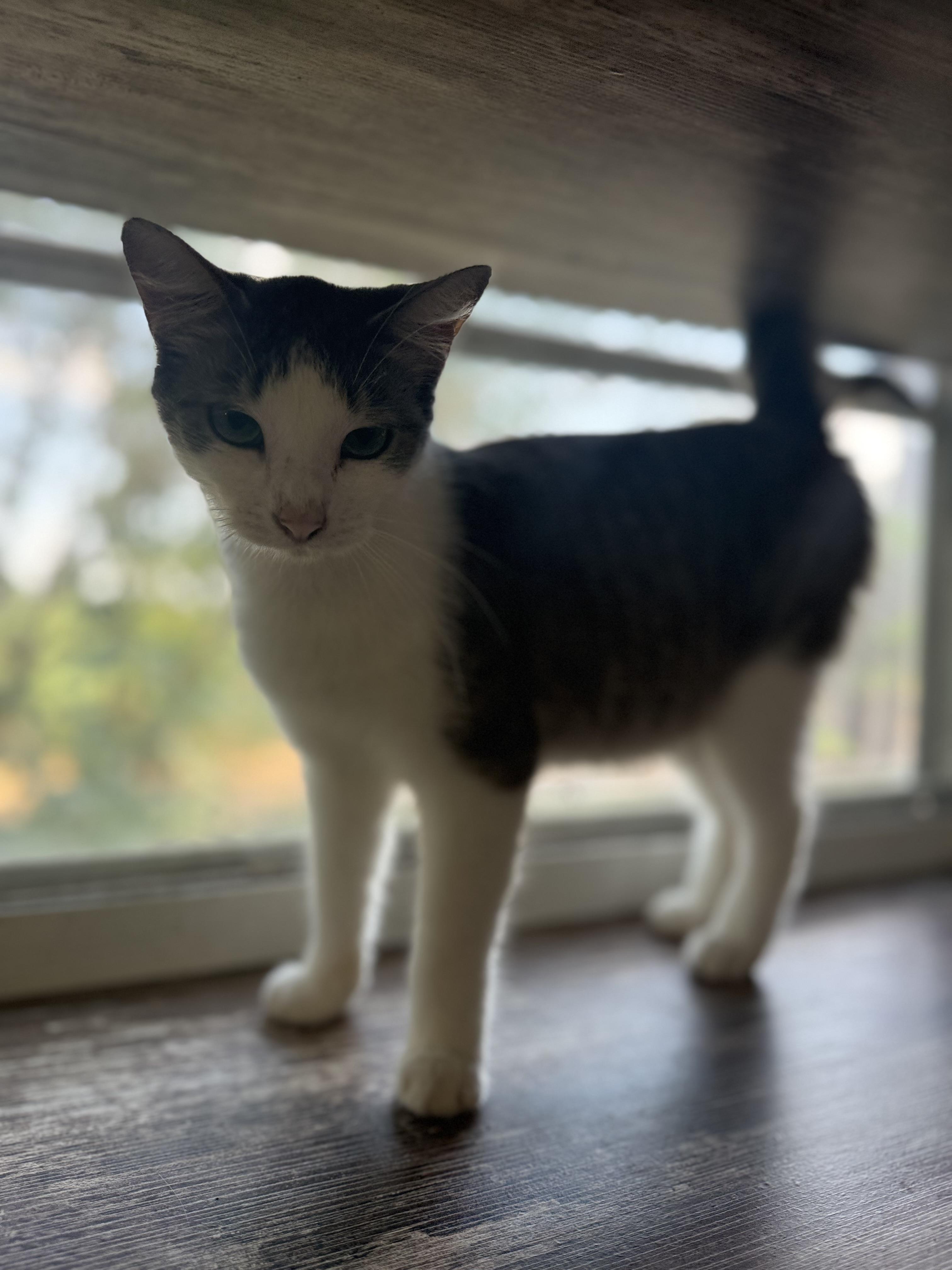 Stormy, a ADOPTABLE Domestic Short Hair in Royalton, IL image 1/5