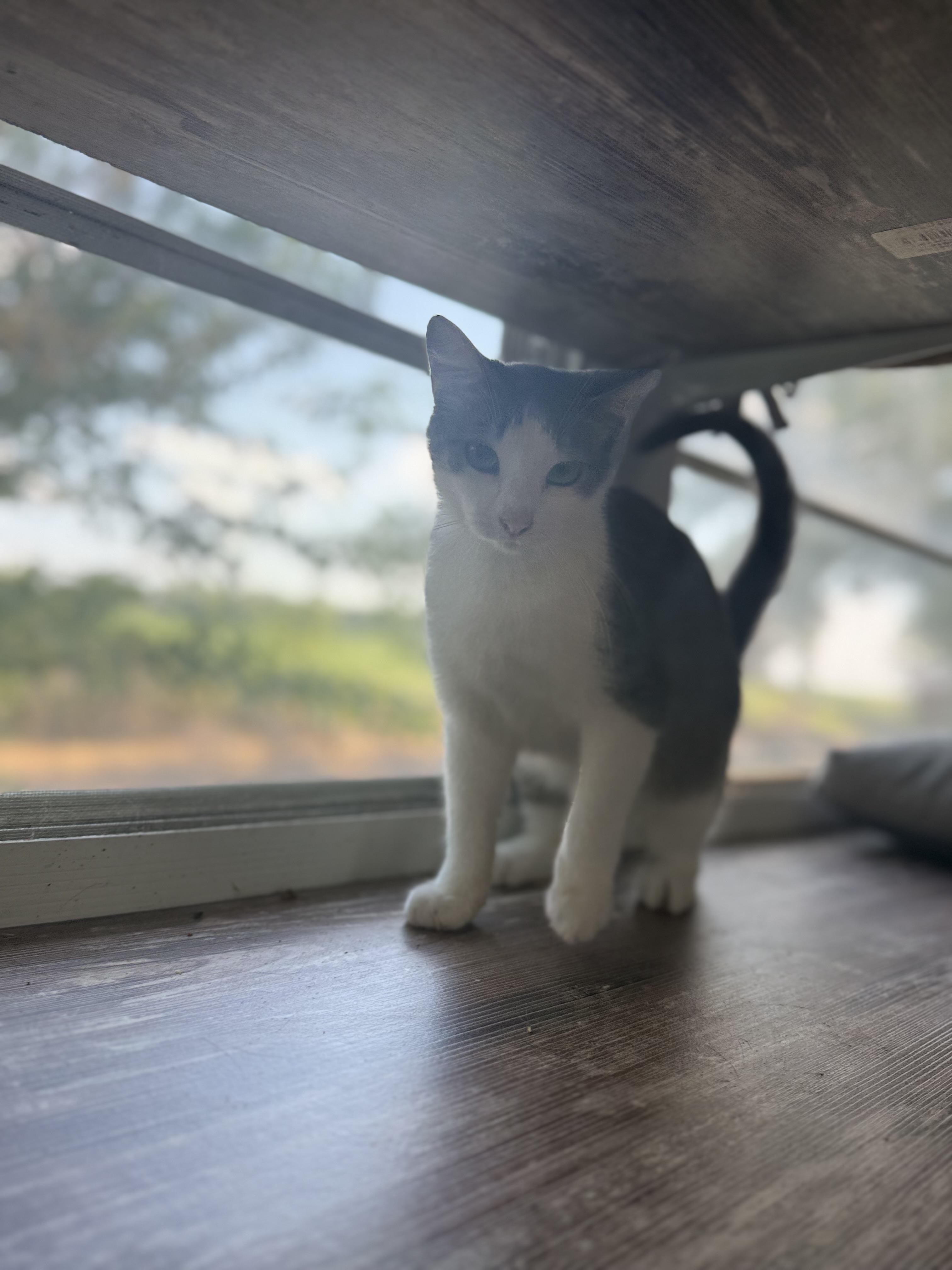 Stormy, a ADOPTABLE Domestic Short Hair in Royalton, IL image 3/5