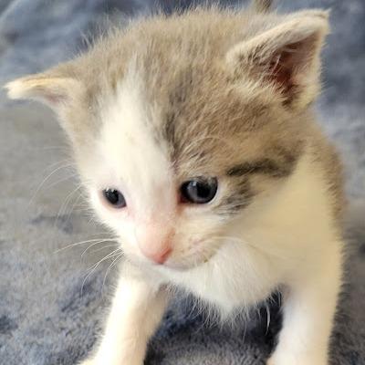 Stanley, Adoptable, Kitten Male Domestic Short Hair.