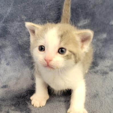 Stanley, a Adoptable Domestic Short Hair in Grand Island, NE image 3/3